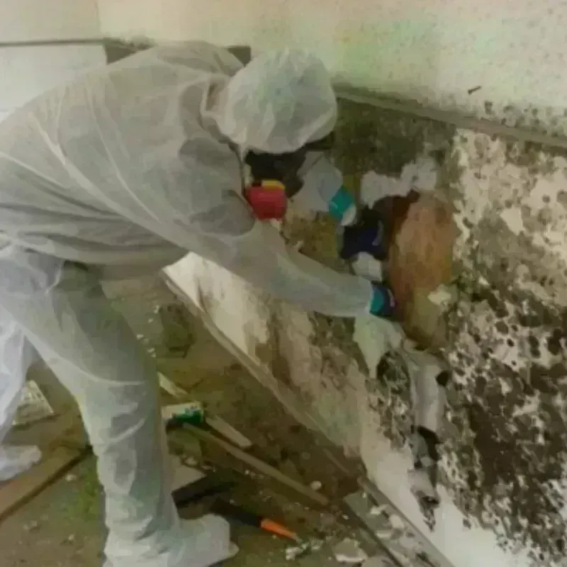 Mold Remediation and Removal in Troy, NC